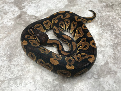 Black Head Asphalt Het Desert Ghost Het Clown