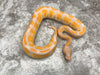 Blackhead Lavender Het Clown
