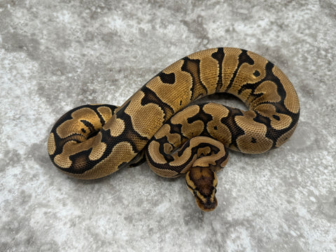 Red Stripe Enchi Asphalt Het Clown