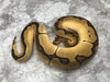 Enchi Yellow Belly Clown