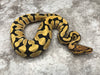 Crypton Desert Ghost (Het Clown Het Cryptic)