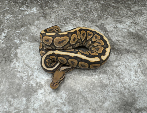 Black Pastel Spotnose Hypo 66% Het Clown