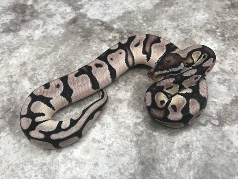 Orange Dream Vanilla TSK Axanthic