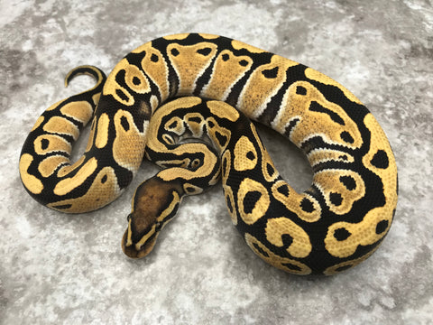Desert Ghost Het Clown or Het Cryptic