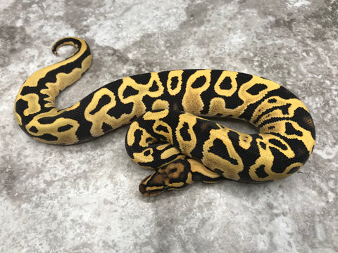 Leopard Yellowbelly Desert Ghost 66% Het Clown or Cryptic