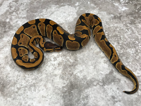 Blade DH Clown/Lavender 50% Het Pied