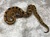 Blade DH Clown/Lavender 50% Het Pied
