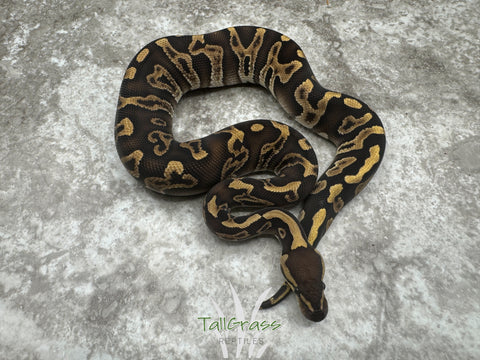 GHI Mystic Het Clown