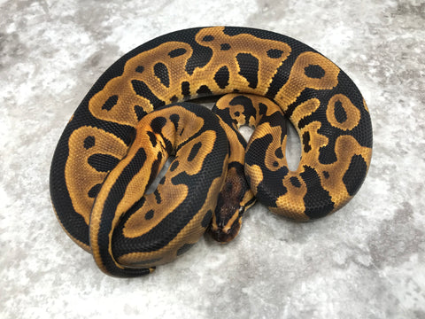 Leopard Asphalt Het Clown Het Lavender