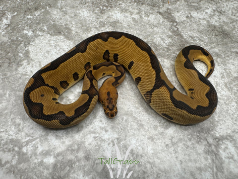 Leopard Clown Het Desert Ghost