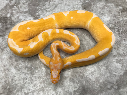 Lavender Clown 50% Het Pied