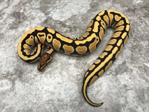 Yellow Belly Desert Ghost Het Clown OR Het Cryptic