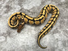 Yellow Belly Desert Ghost Het Clown OR Het Cryptic