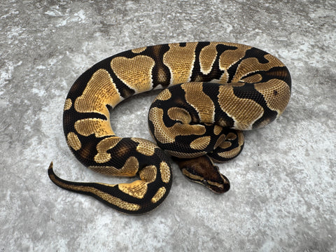 Orange Dream Het Genetic Stripe Het Desert Ghost 50% Het Cryptic