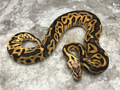 Pastel Leopard Vanilla Het Clown