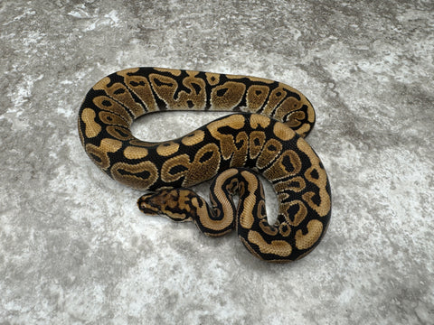 Spotnose Het Desert Ghost Het Clown