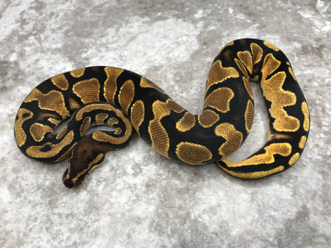 Orange Dream Yellow Belly Het Pied