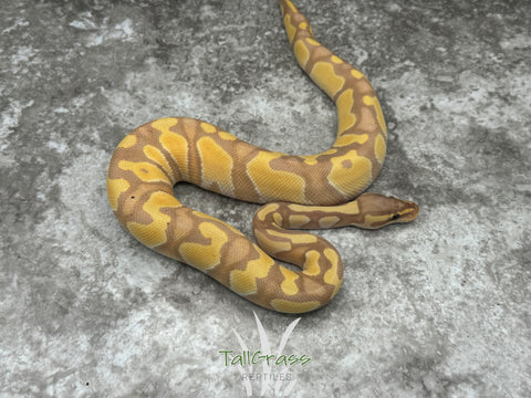 Enchi Banana Het Clown