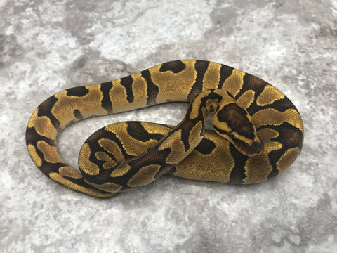 Super Enchi Asphalt Het Clown