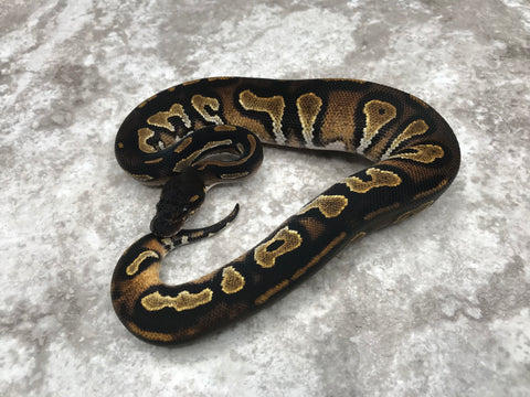 Super Black Head 66% pos Het Pied 50% pos Het Lavender