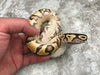 Yellow Belly Desert Ghost Het Clown or Het Cryptic