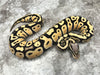 Pastel Desert Ghost Het TSK Axanthic
