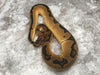 Orange Dream Enchi Clown
