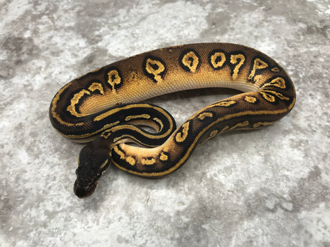 Super Black Head Pastel 66% pos Het Pied 50% pos Het Lavender