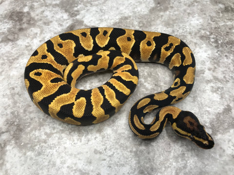 Super Orange Dream Yellow Belly Het Desert Ghost Het Pied
