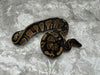 Black Head Het Pied 50% Het Lavender