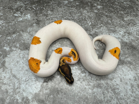 Orange Dream Yellow Belly Pied