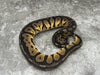 Pastel Black Head Het G-Stripe Het Desert Ghost