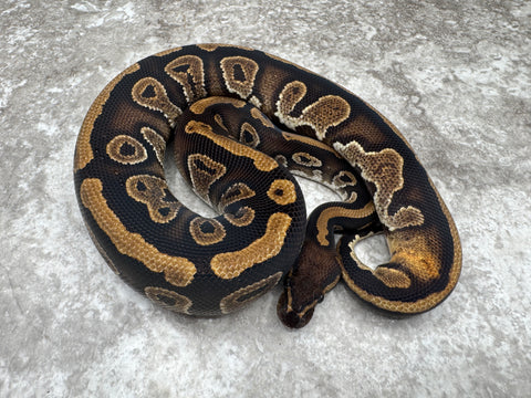 GHI Mahogany Het Pied 50% Het Lavender