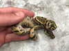 Yellow Belly Desert Ghost Het TSK Axanthic