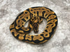 Leopard Orange Dream Yellowbelly Het Clown