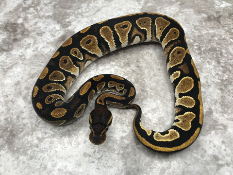Black Head 66% pos Het Pied 50% pos Het Lavender