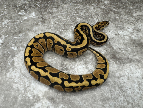 Spotnose Special Het Hypo 66% Het Clown