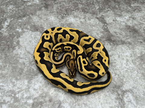 Leopard Yellow Belly Desert Ghost 50% Het Clown
