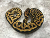 Leopard Spotnose Asphalt Het Clown