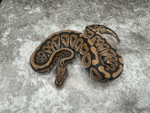 Spotnose Special Het Hypo 66% Het Clown