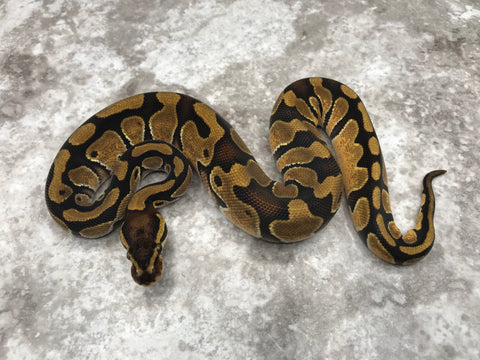 Enchi Het Desert Ghost Het Pied