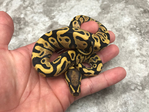 Yellow Belly Desert Ghost Het TSK Axanthic