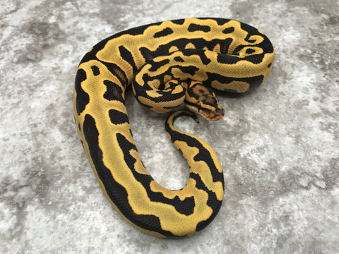 Leopard Yellow Belly Desert Ghost 66% pos Het Clown or Cryptic