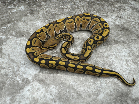 Special Hypo 66% pos Het Clown