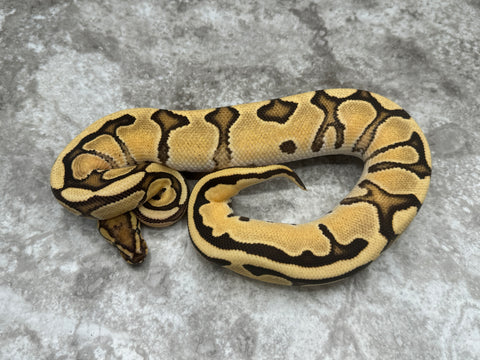 Red Stripe Orange Dream Fire Het Clown