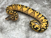 Pastel Yellow Belly Red Stripe Het Clown
