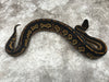Super Black Head 66% Het Pied 50% Het Lavender