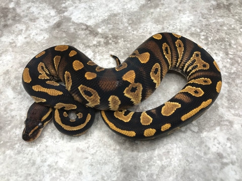 Blackhead Asphalt Het Clown