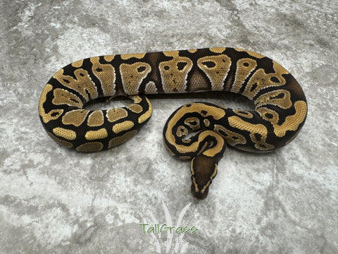 Mystic Het Clown