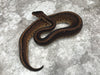 Super Black Head Pinstripe Het Desert Ghost